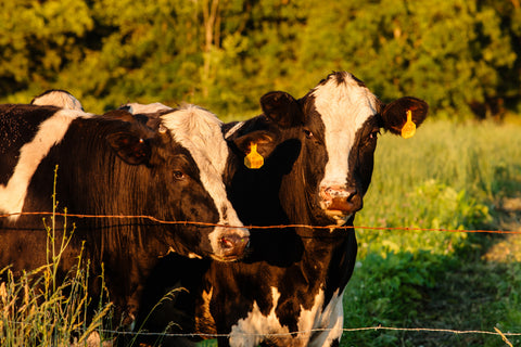 Two black and white cows standing behind a barbed wire fence in a field with greenery.